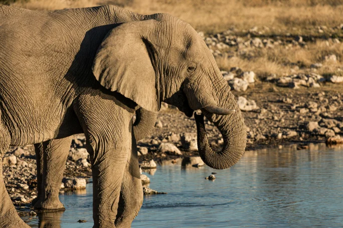 Foresta di Arabuko Sokoke - elefante
