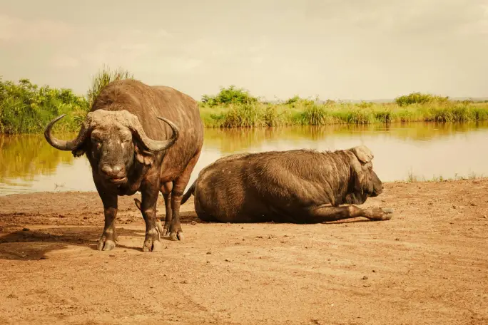 Foresta di Arabuko Sokoke - bufalo