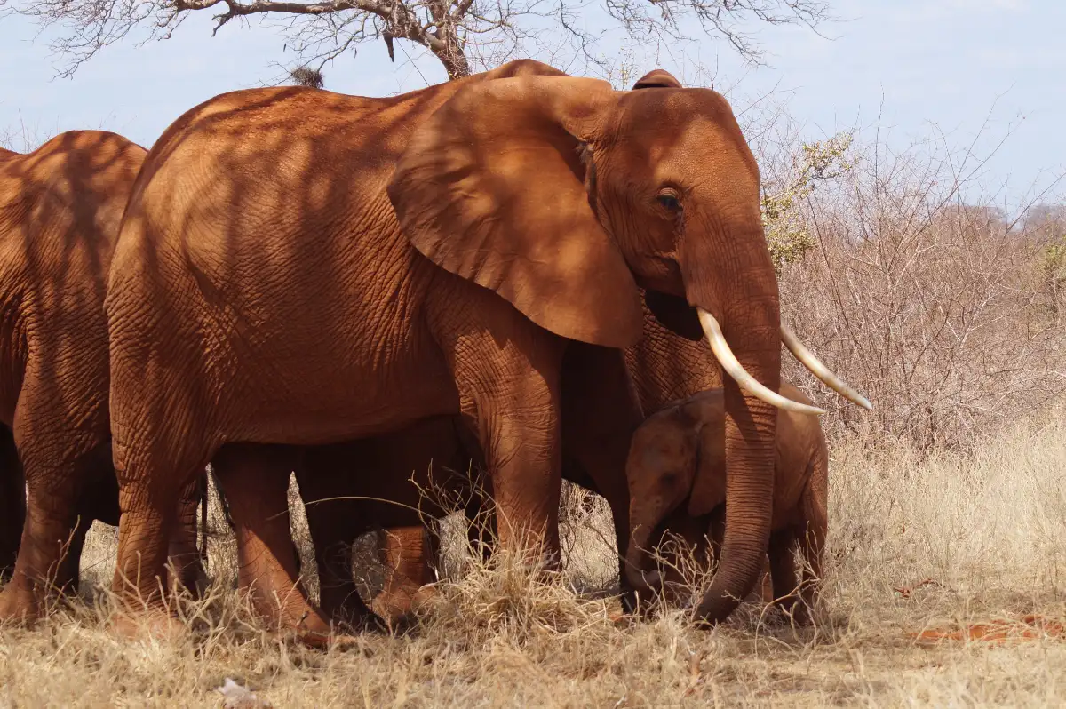 kenya elefanti