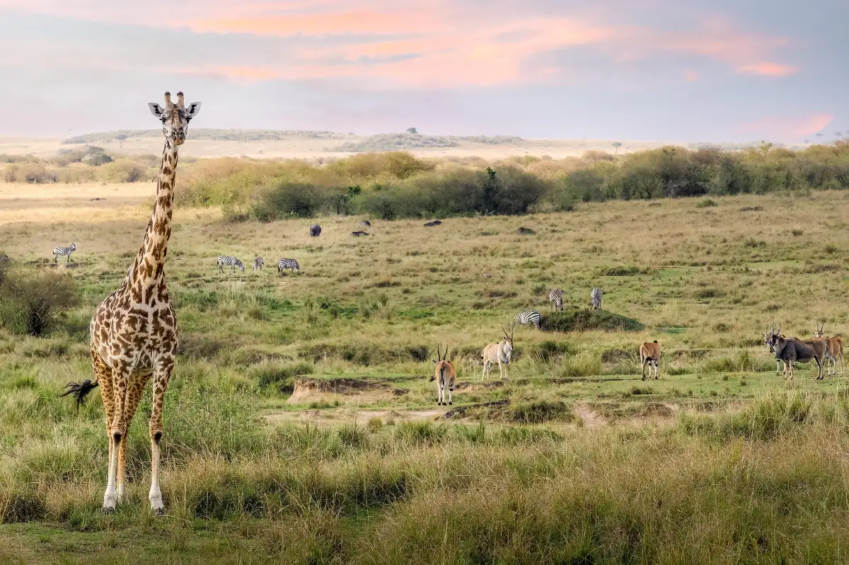 kenya giraffe.webp