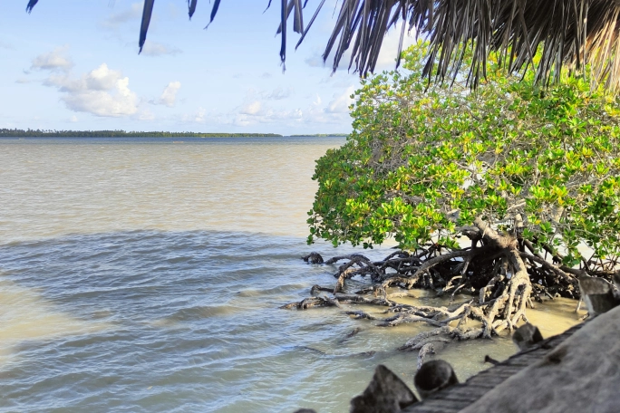 Mida Creek - aperitivo tra le mangrovie -Watamu - escursione quad