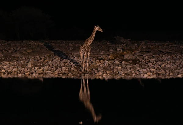 Taita Hills - Safari - Kenya