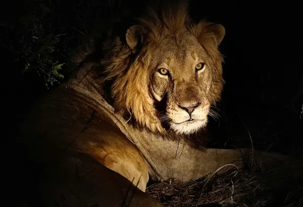 Taita Hills - Safari - Kenya