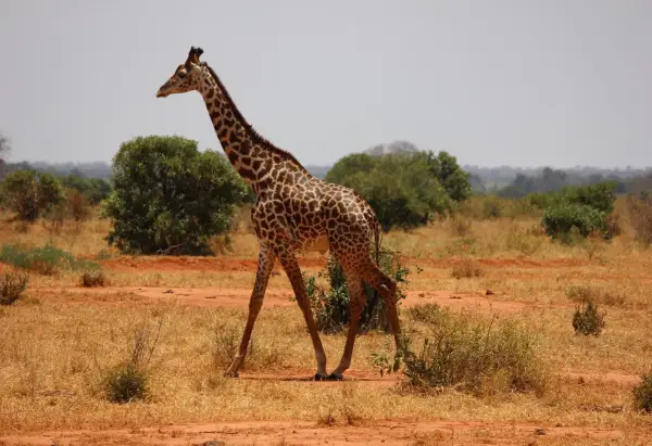 Tsavo Nartional Park- kenya - safari